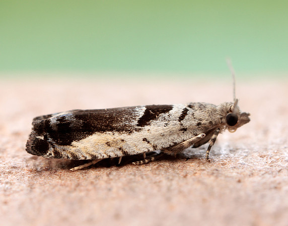 49.249 BF1134 Epinotia ramella