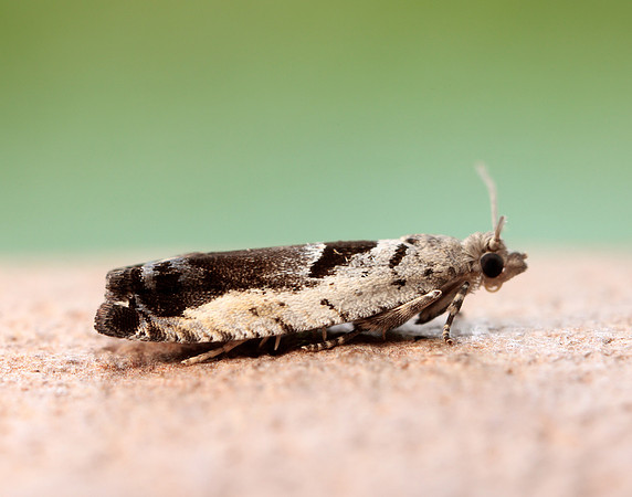 49.249 BF1134 Epinotia ramella