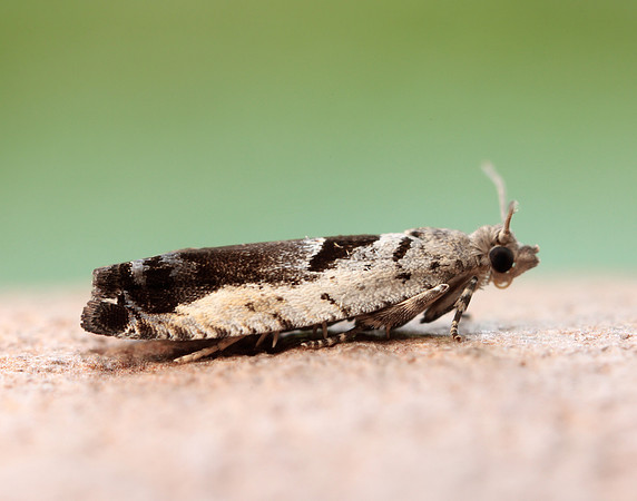 49.249 BF1134 Epinotia ramella
