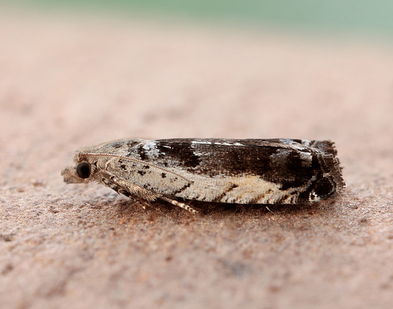 49.249 BF1134 Epinotia ramella