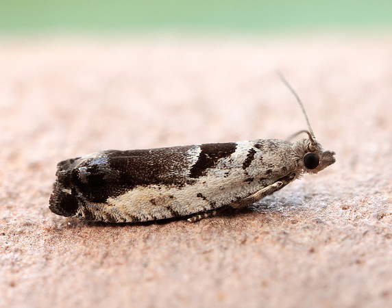 49.249 BF1134 Epinotia ramella
