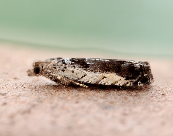49.249 BF1134 Epinotia ramella