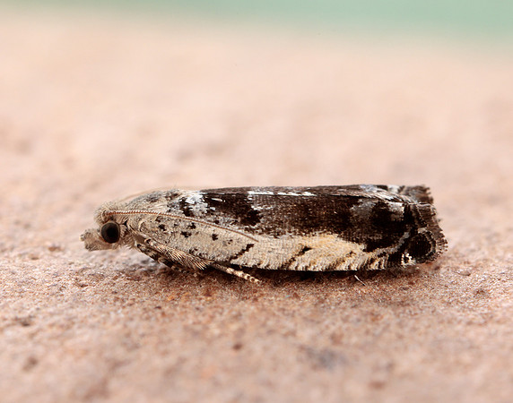 49.249 BF1134 Epinotia ramella