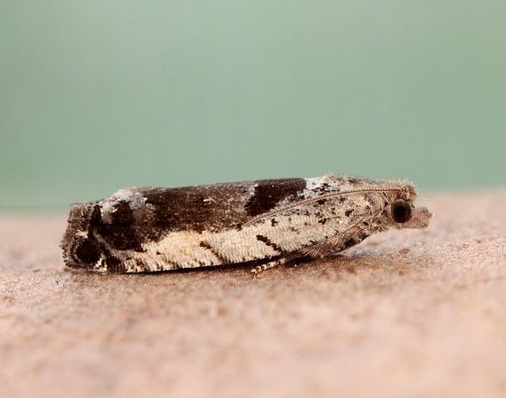 49.249 BF1134 Epinotia ramella