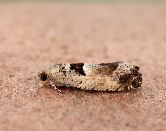 49.249 BF1134 Epinotia ramella