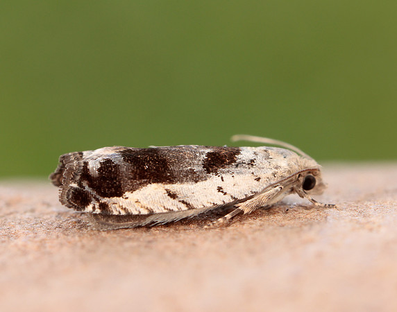 49.249 BF1134 Epinotia ramella