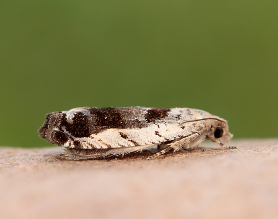 49.249 BF1134 Epinotia ramella