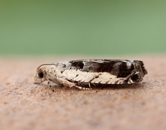 49.249 BF1134 Epinotia ramella