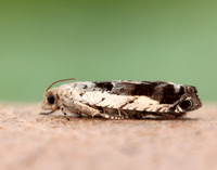 49.249 BF1134 Epinotia ramella