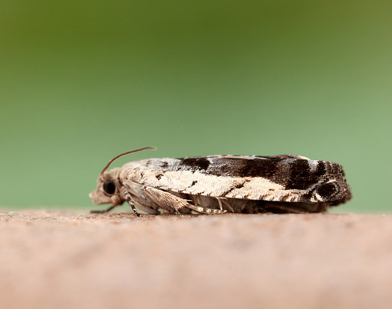 49.249 BF1134 Epinotia ramella