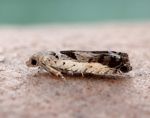 49.249 BF1134 Epinotia ramella