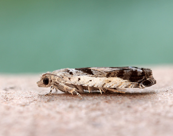 49.249 BF1134 Epinotia ramella