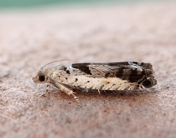 49.249 BF1134 Epinotia ramella