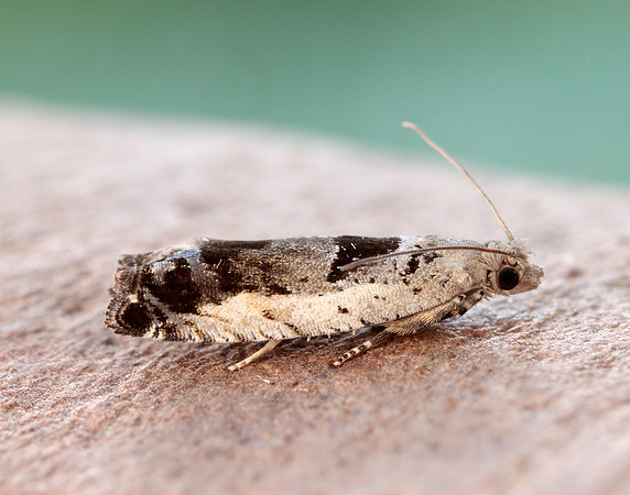 49.249 BF1134 Epinotia ramella
