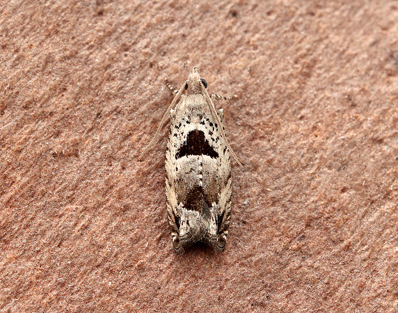 49.249 BF1134 Epinotia ramella
