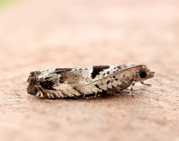 49.249 BF1134 Epinotia ramella