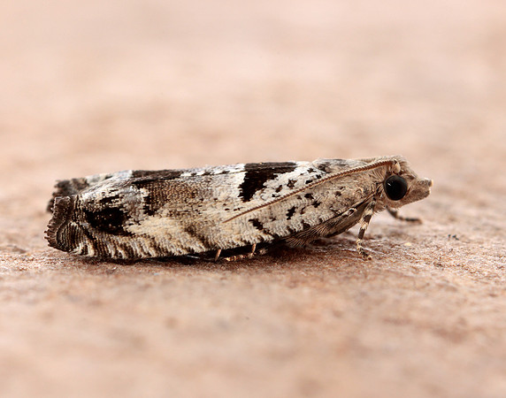 49.249 BF1134 Epinotia ramella