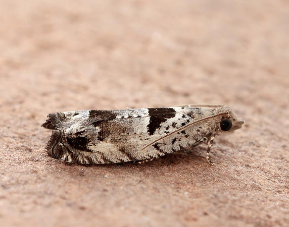 49.249 BF1134 Epinotia ramella