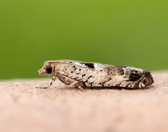 49.249 BF1134 Epinotia ramella