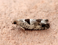 49.249 BF1134 Epinotia ramella