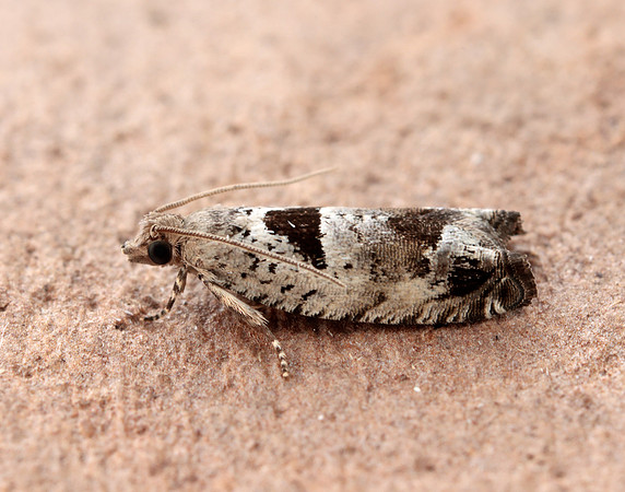 49.249 BF1134 Epinotia ramella