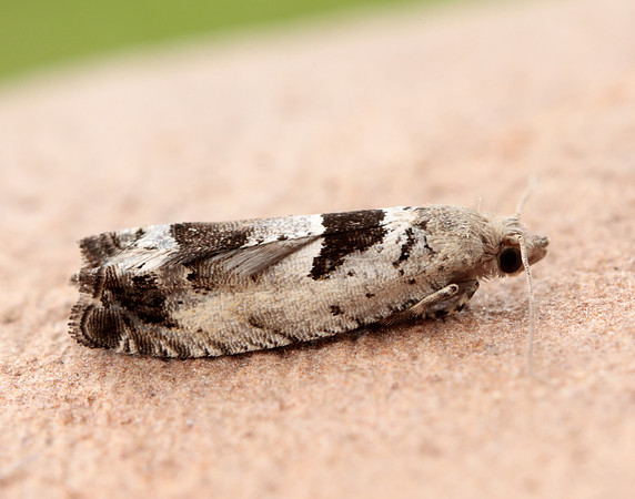49.249 BF1134 Epinotia ramella