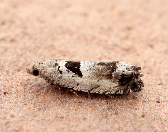 49.249 BF1134 Epinotia ramella