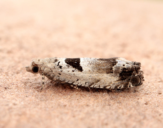 49.249 BF1134 Epinotia ramella