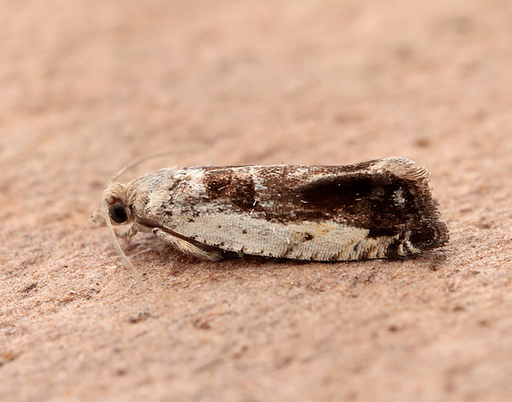 49.249 BF1134 Epinotia ramella