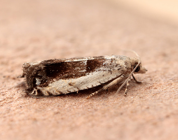 49.249 BF1134 Epinotia ramella