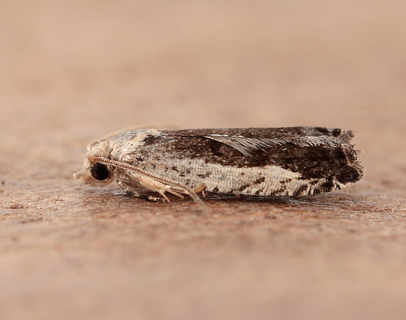 49.249 BF1134 Epinotia ramella