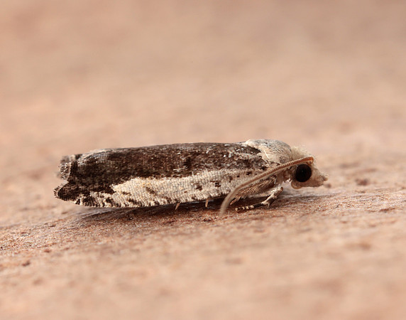 49.249 BF1134 Epinotia ramella