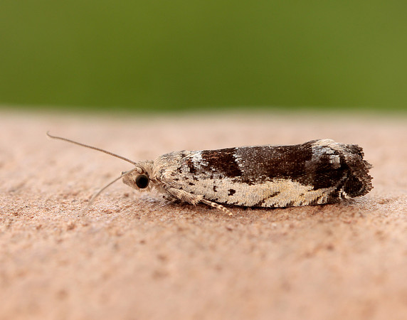 49.249 BF1134 Epinotia ramella