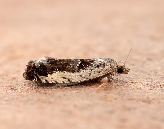 49.249 BF1134 Epinotia ramella