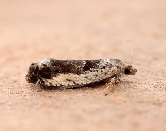 49.249 BF1134 Epinotia ramella