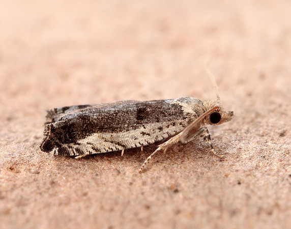 49.249 BF1134 Epinotia ramella