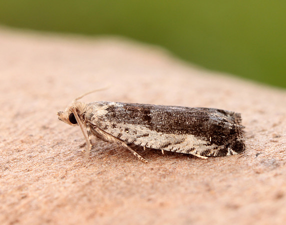 49.249 BF1134 Epinotia ramella