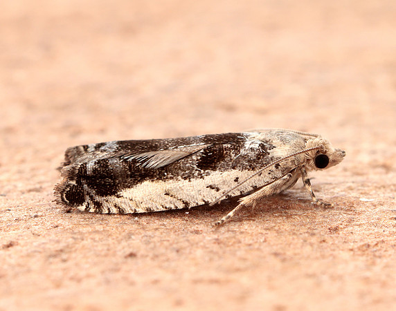 49.249 BF1134 Epinotia ramella