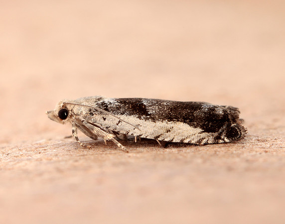 49.249 BF1134 Epinotia ramella