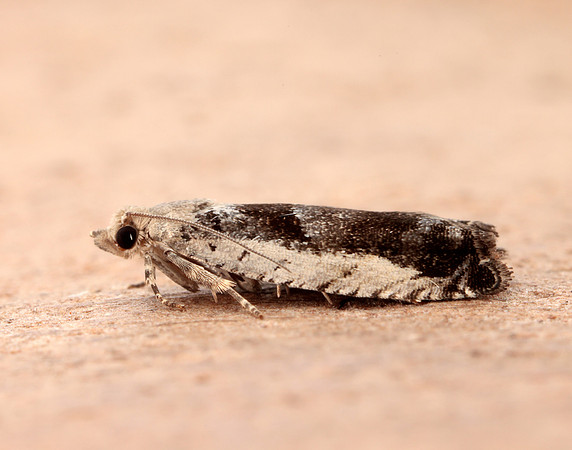 49.249 BF1134 Epinotia ramella