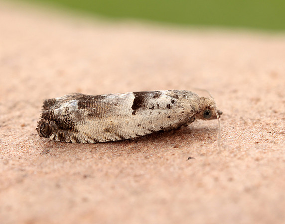 49.249 BF1134 Epinotia ramella