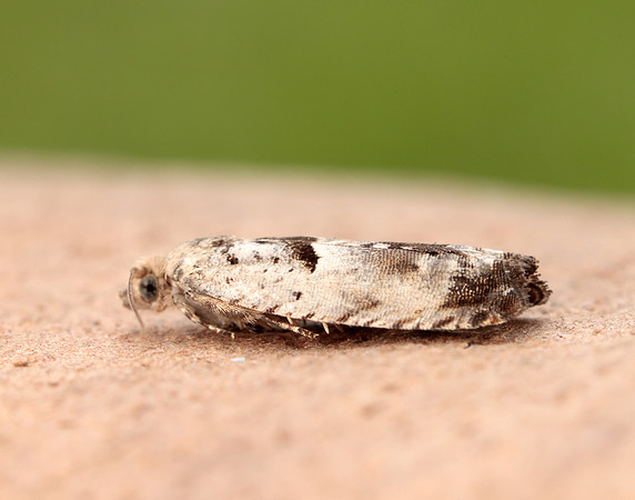49.249 BF1134 Epinotia ramella
