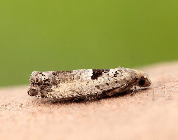 49.249 BF1134 Epinotia ramella