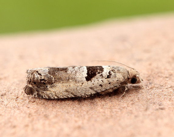 49.249 BF1134 Epinotia ramella