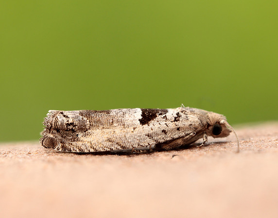 49.249 BF1134 Epinotia ramella
