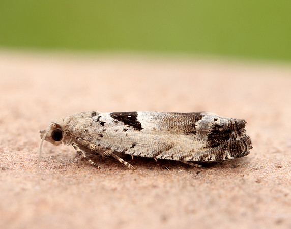 49.249 BF1134 Epinotia ramella
