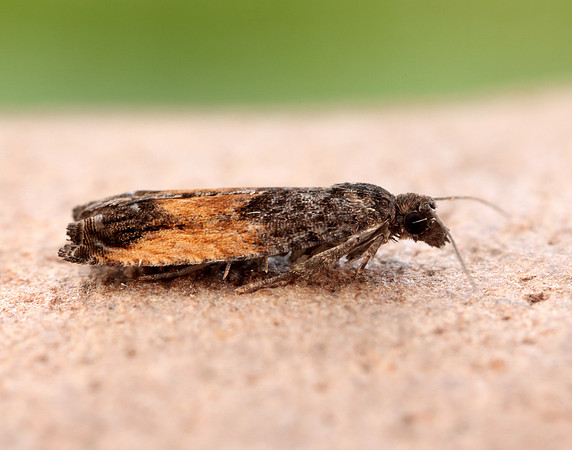 49.249 BF1134 Epinotia ramella