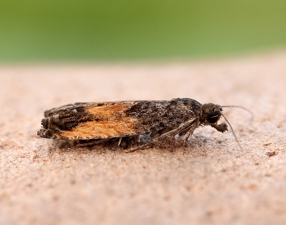 49.249 BF1134 Epinotia ramella