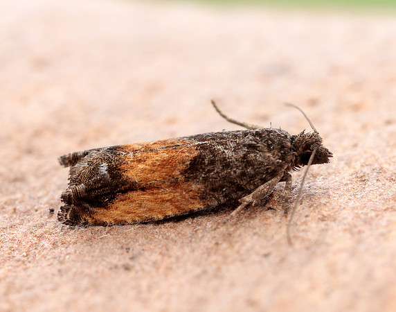 49.249 BF1134 Epinotia ramella