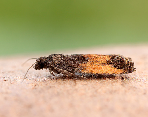 49.249 BF1134 Epinotia ramella